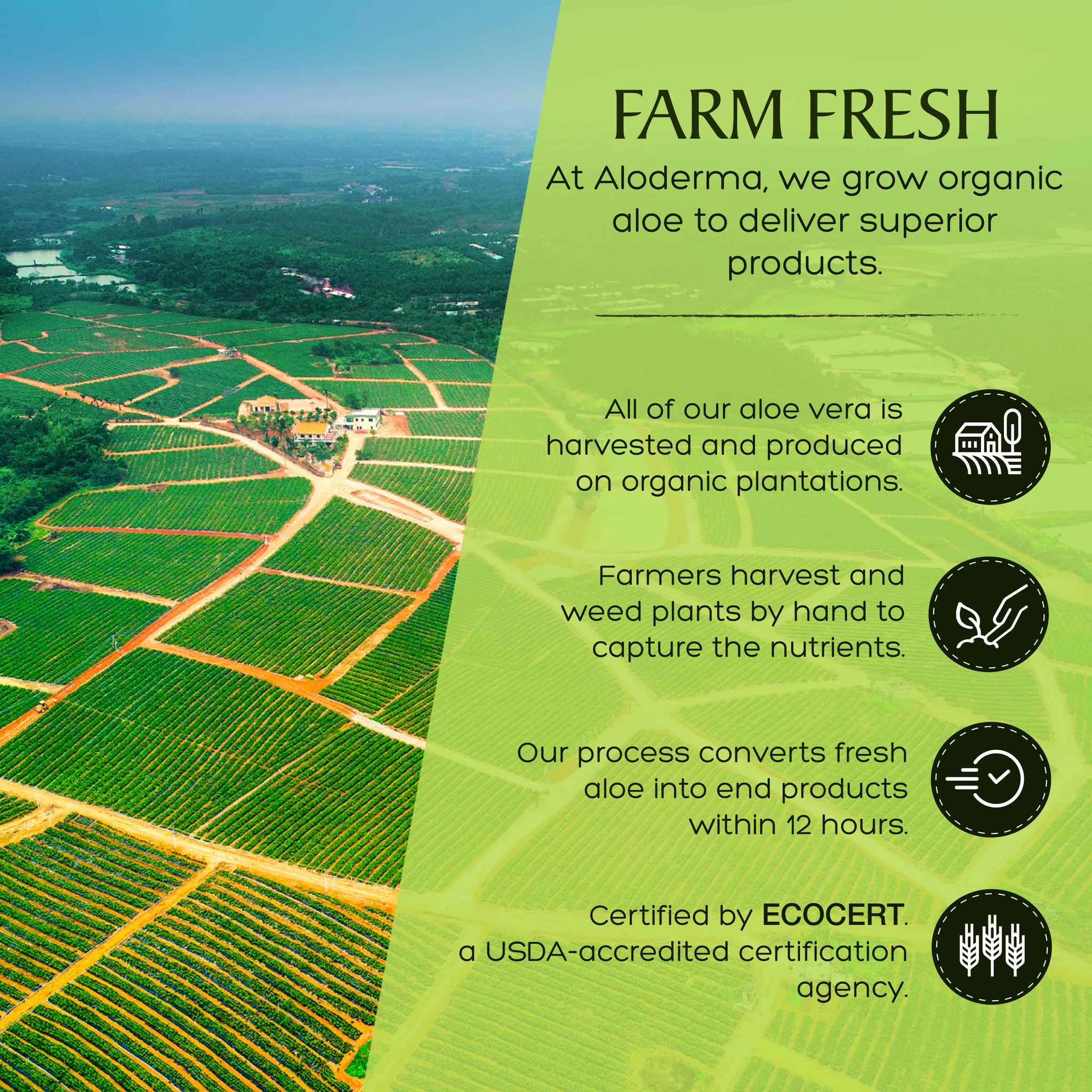 Aloderma Farm Fresh 