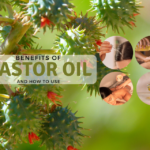 The Benefits of Castor Oil And How To Use